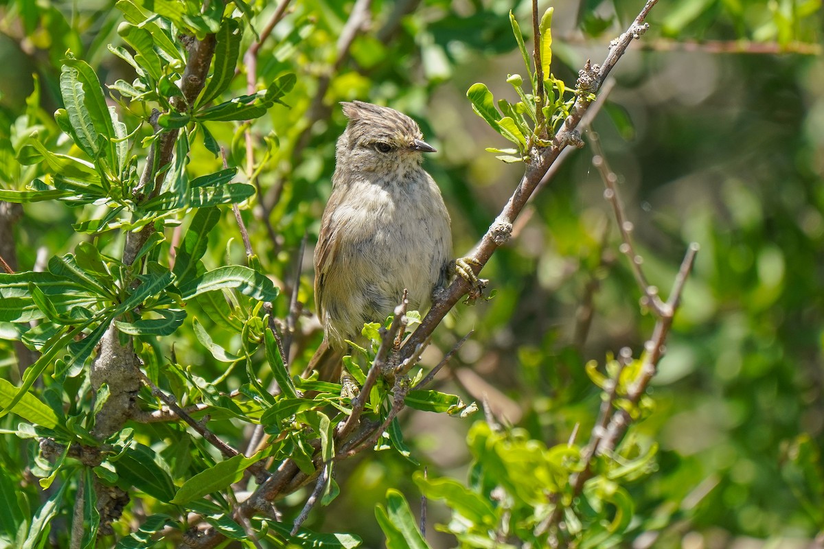 Tufted Tit-Spinetail - ML404120461