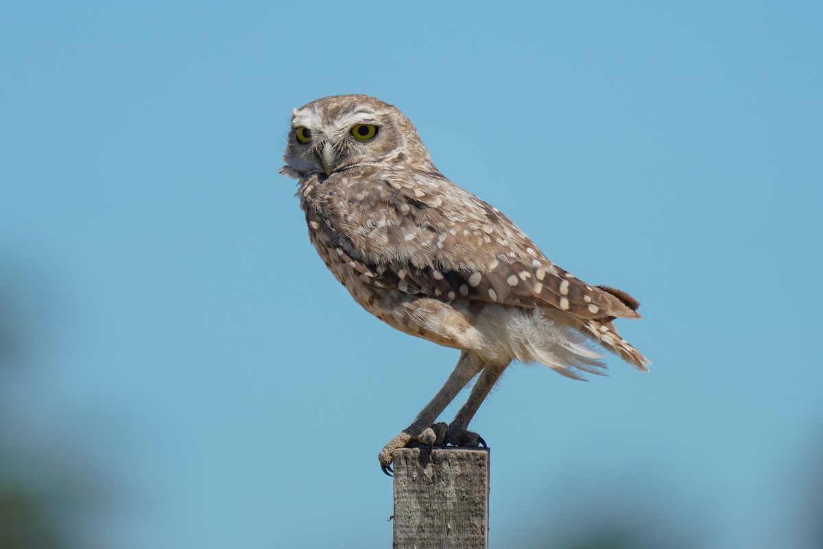 Burrowing Owl - ML404120621