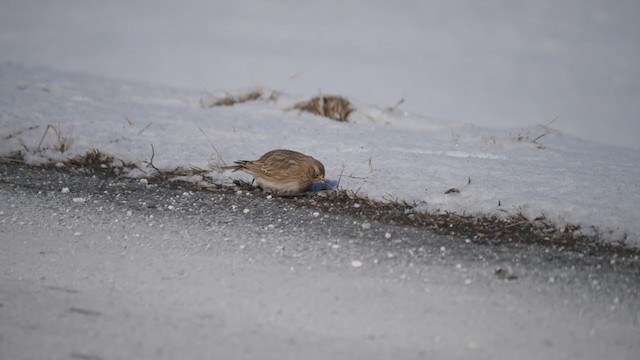 Horned Lark - ML404120921