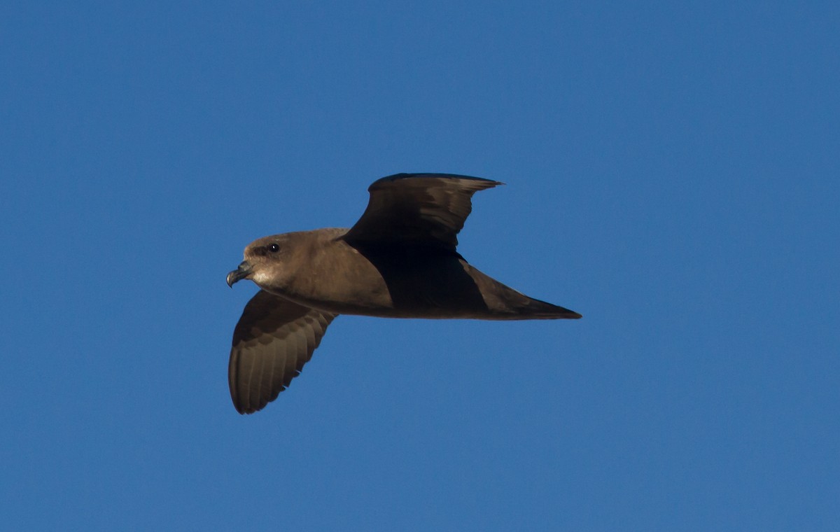 Murphy's Petrel - ML40412221