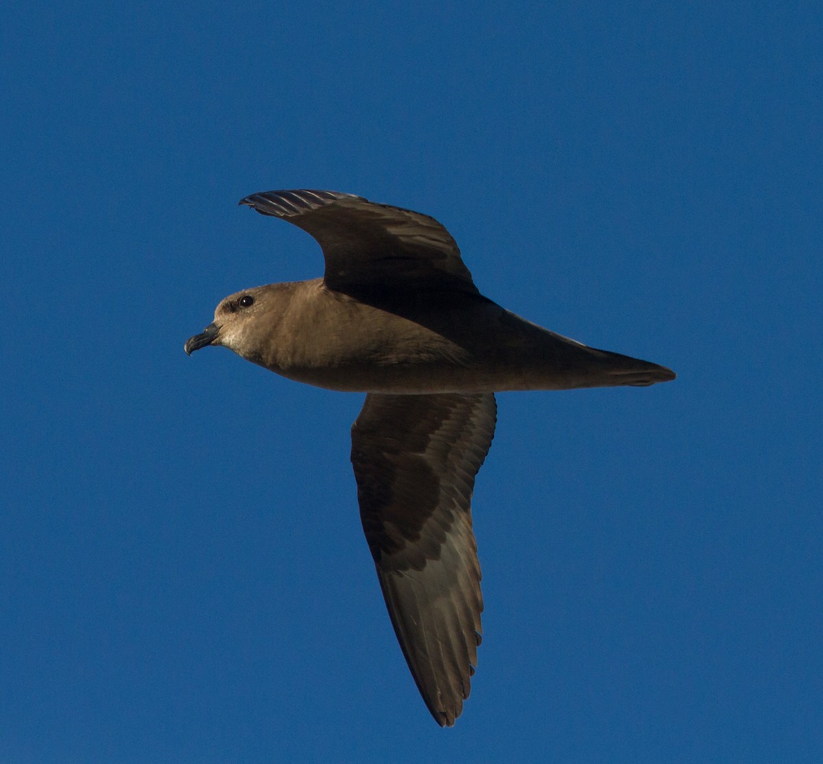 Murphy's Petrel - ML40412231