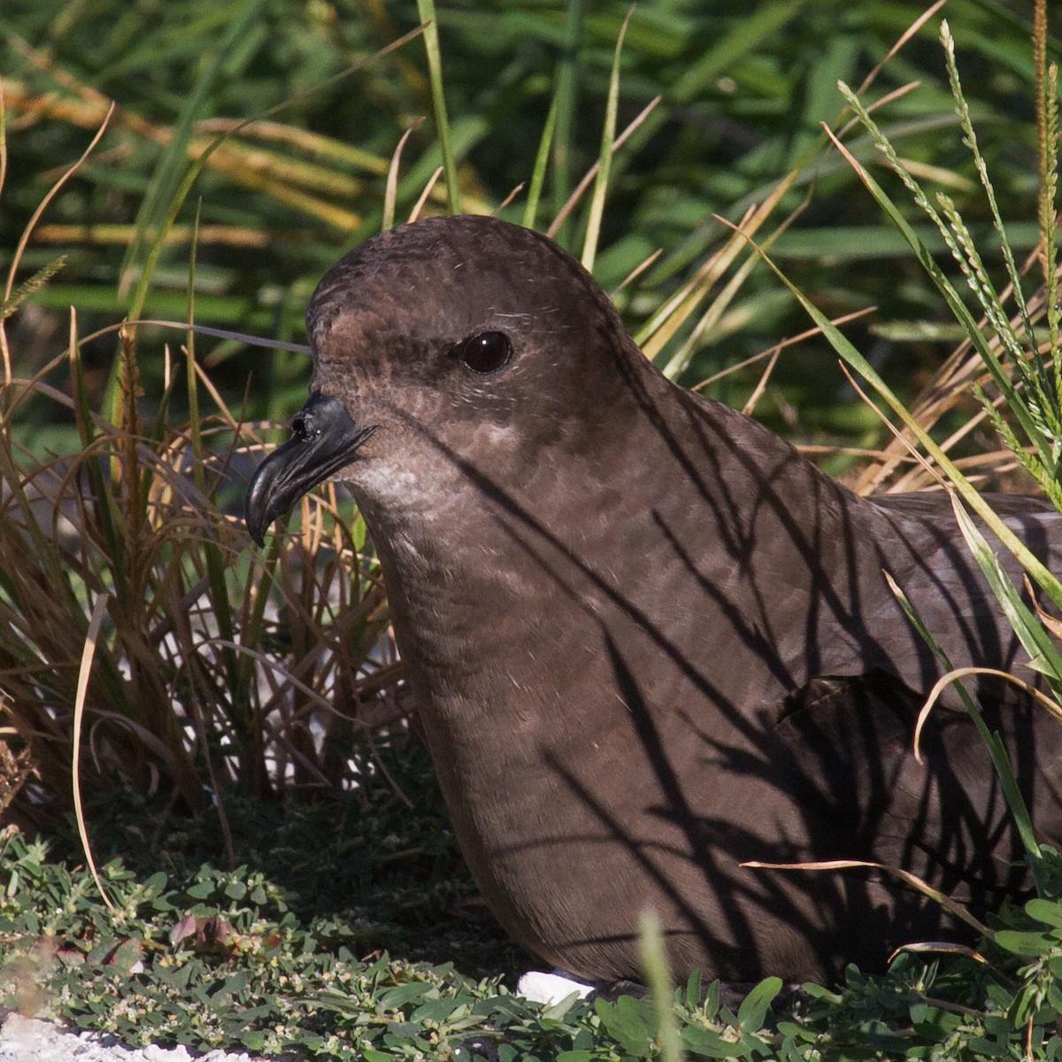 Murphy's Petrel - Robby Kohley