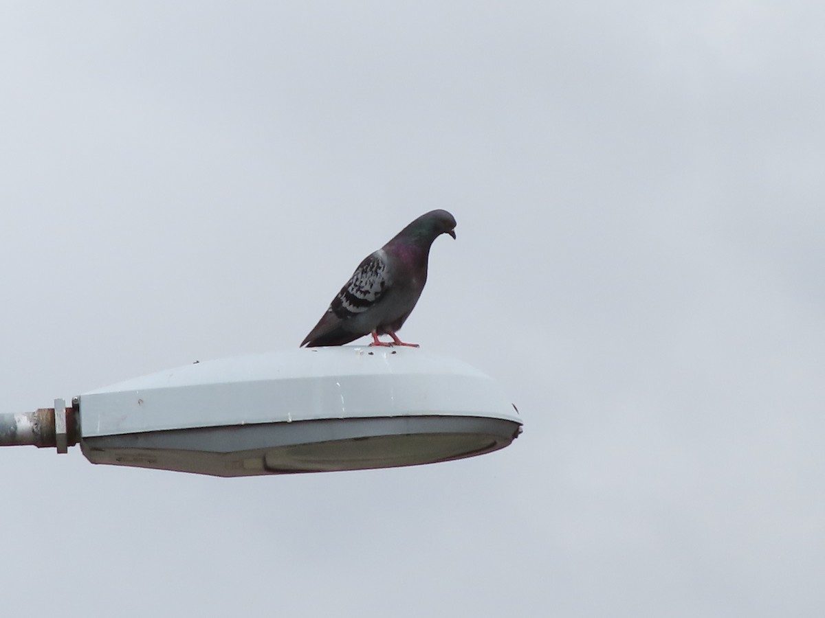 Rock Pigeon (Feral Pigeon) - ML404122731