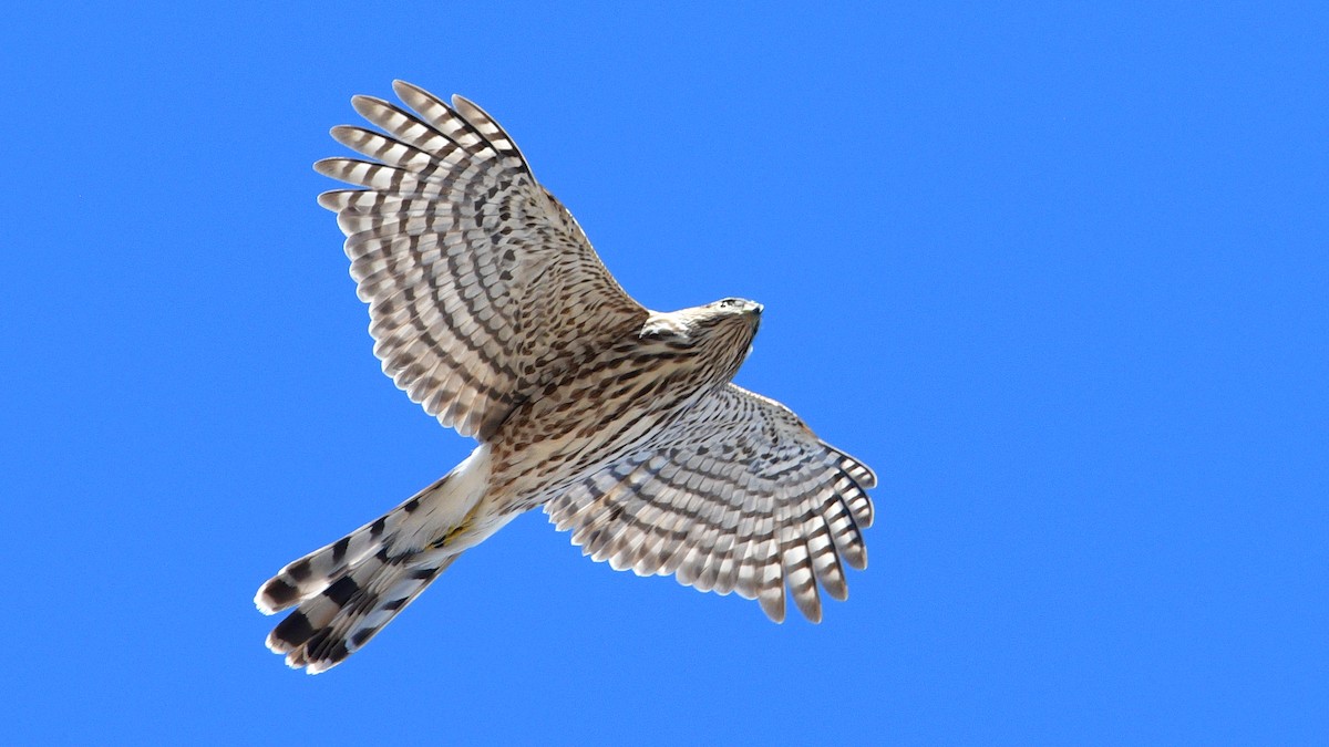 Cooper's Hawk - ML404122791