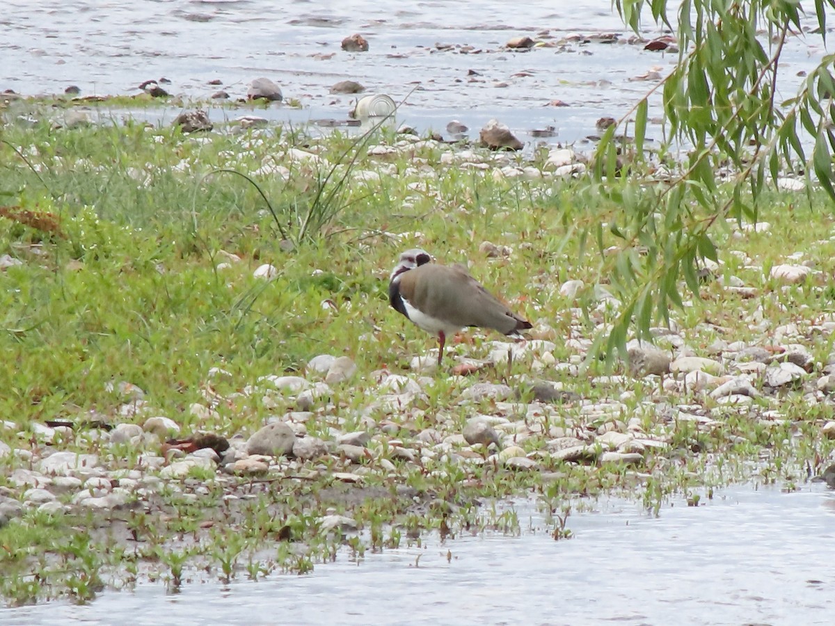 Southern Lapwing - ML404125901