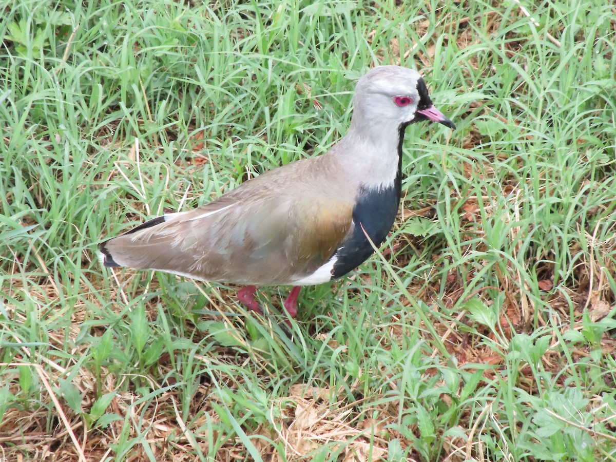 Southern Lapwing - ML404126481