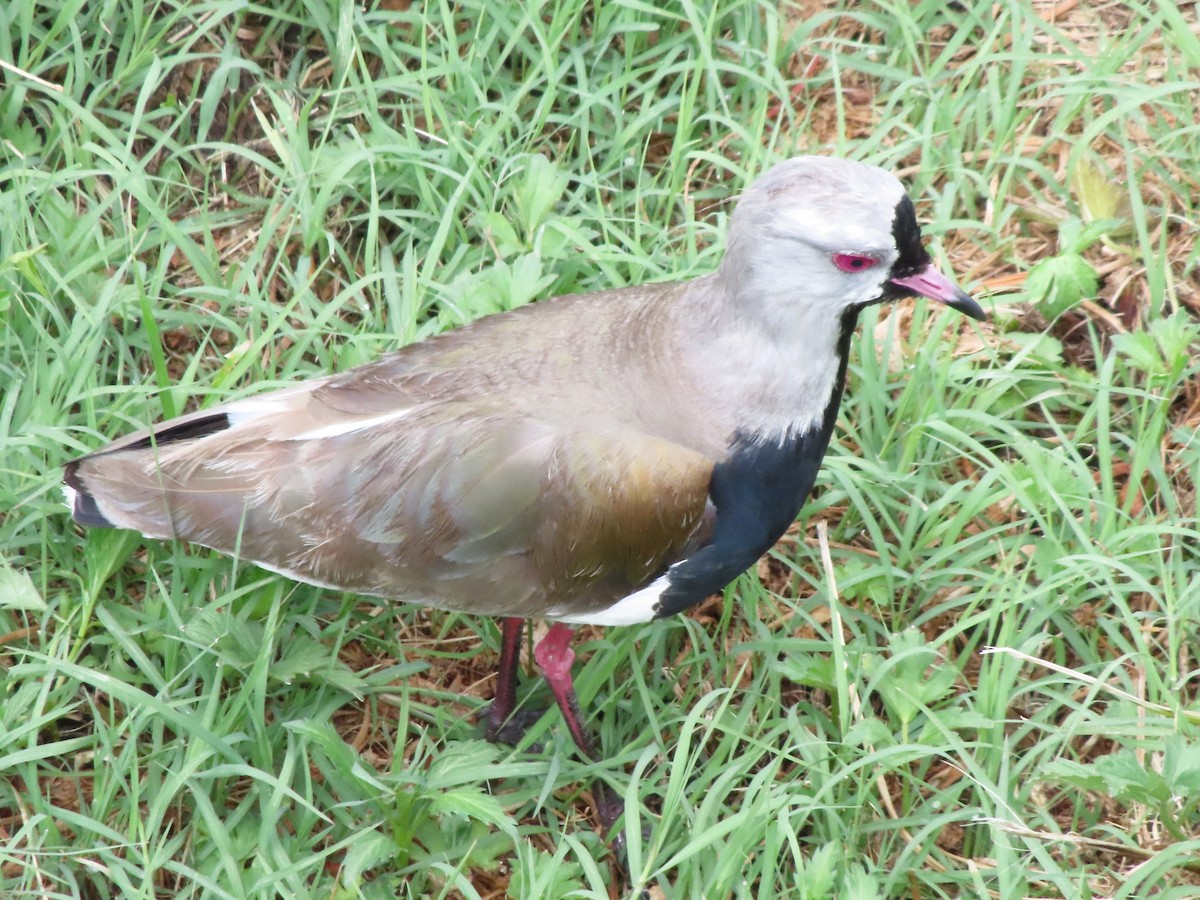 Southern Lapwing - ML404126581