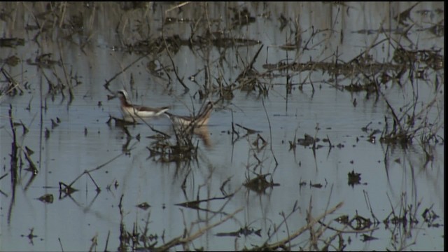 Wilson's Phalarope - ML404127