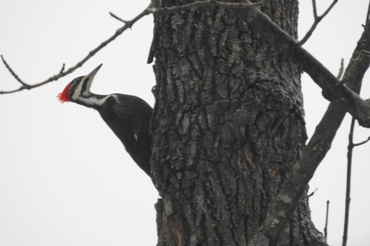 Pileated Woodpecker - ML404127421