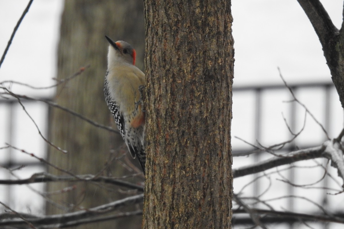 Red-bellied Woodpecker - ML404127981
