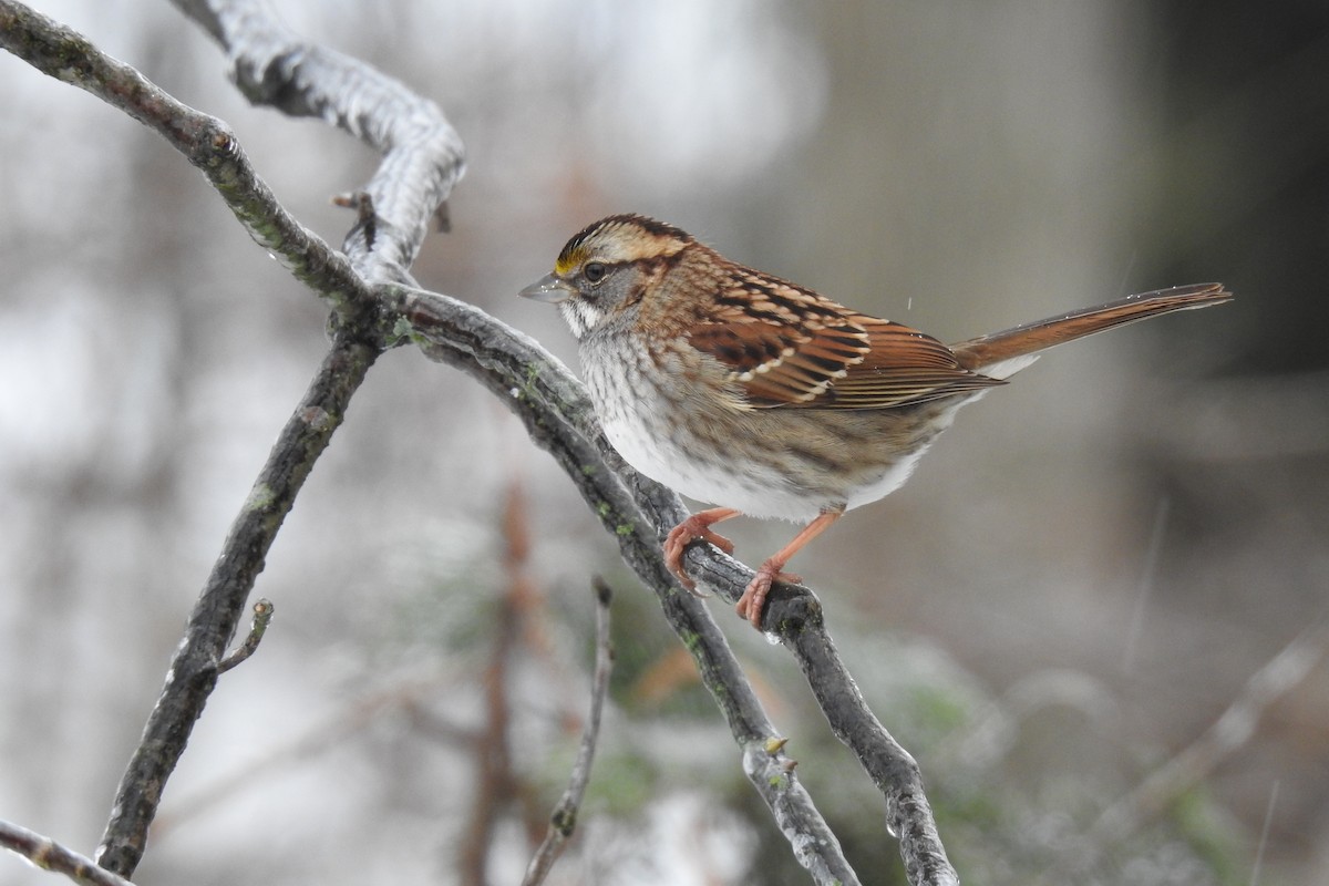 White-throated Sparrow - ML404129261