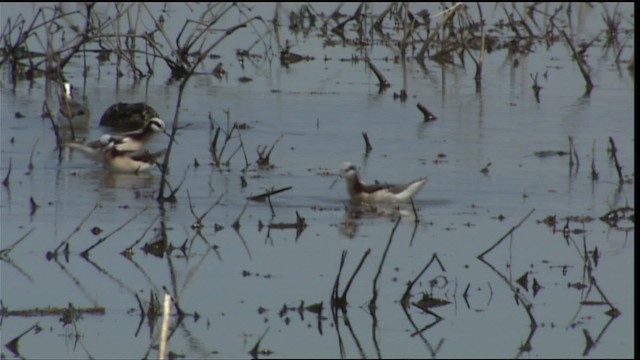 Wilson's Phalarope - ML404130