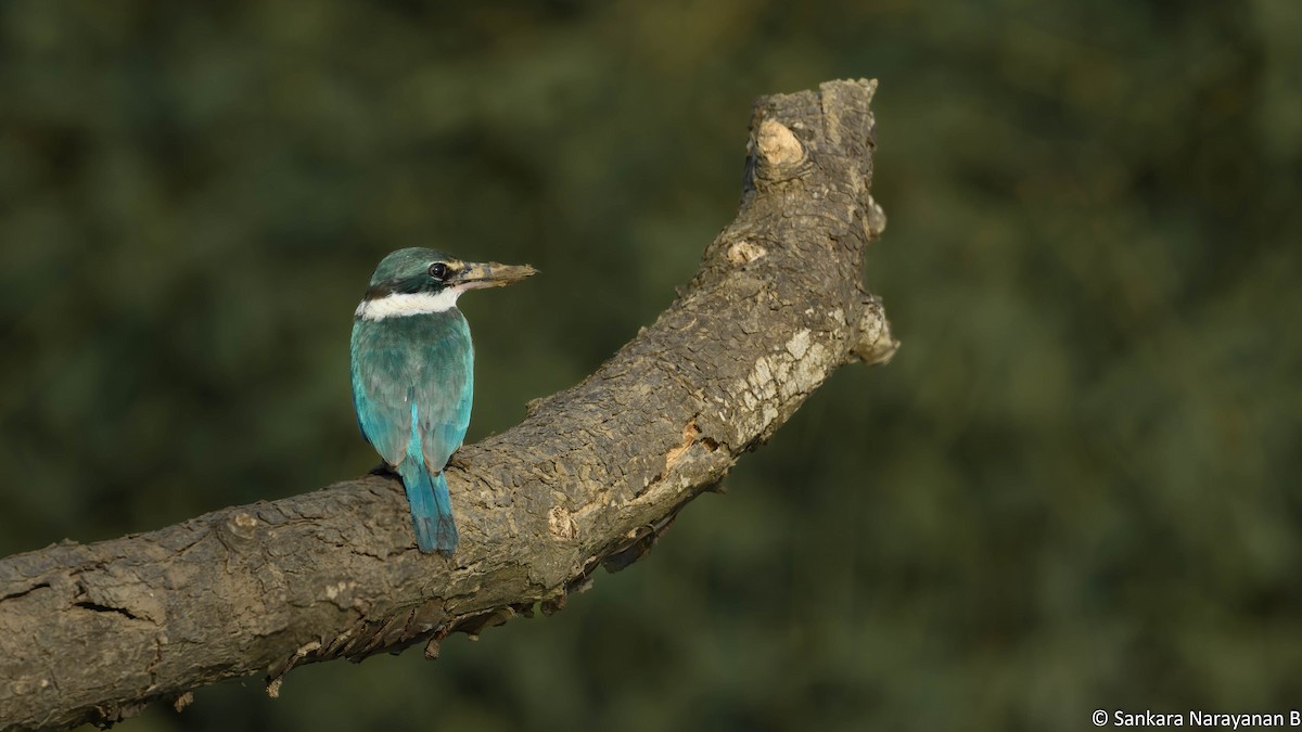 Collared Kingfisher - ML404130681