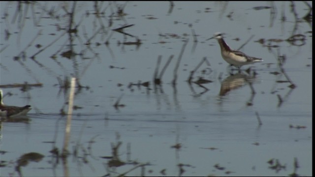 Wilson's Phalarope - ML404131