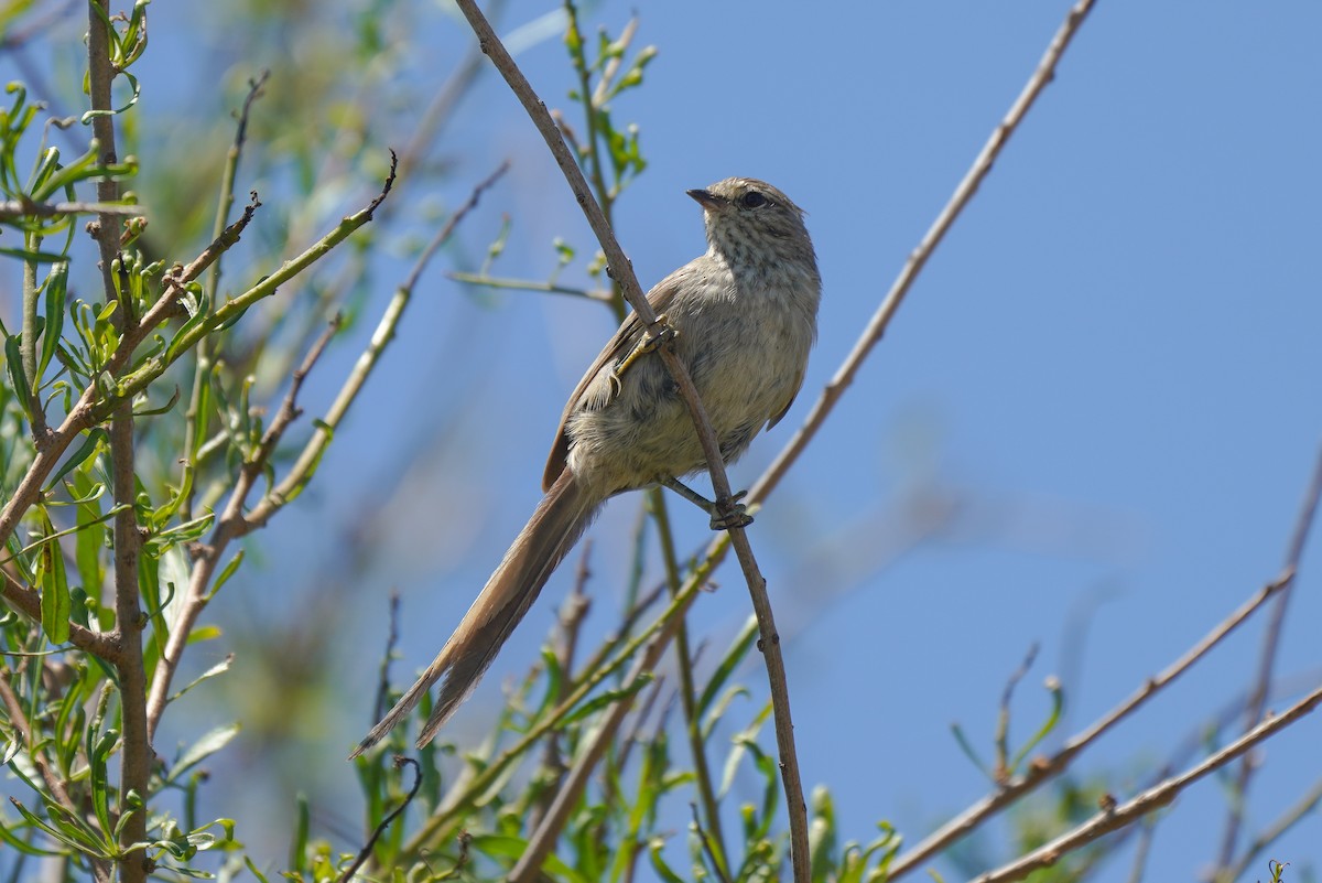 Tufted Tit-Spinetail - ML404131831