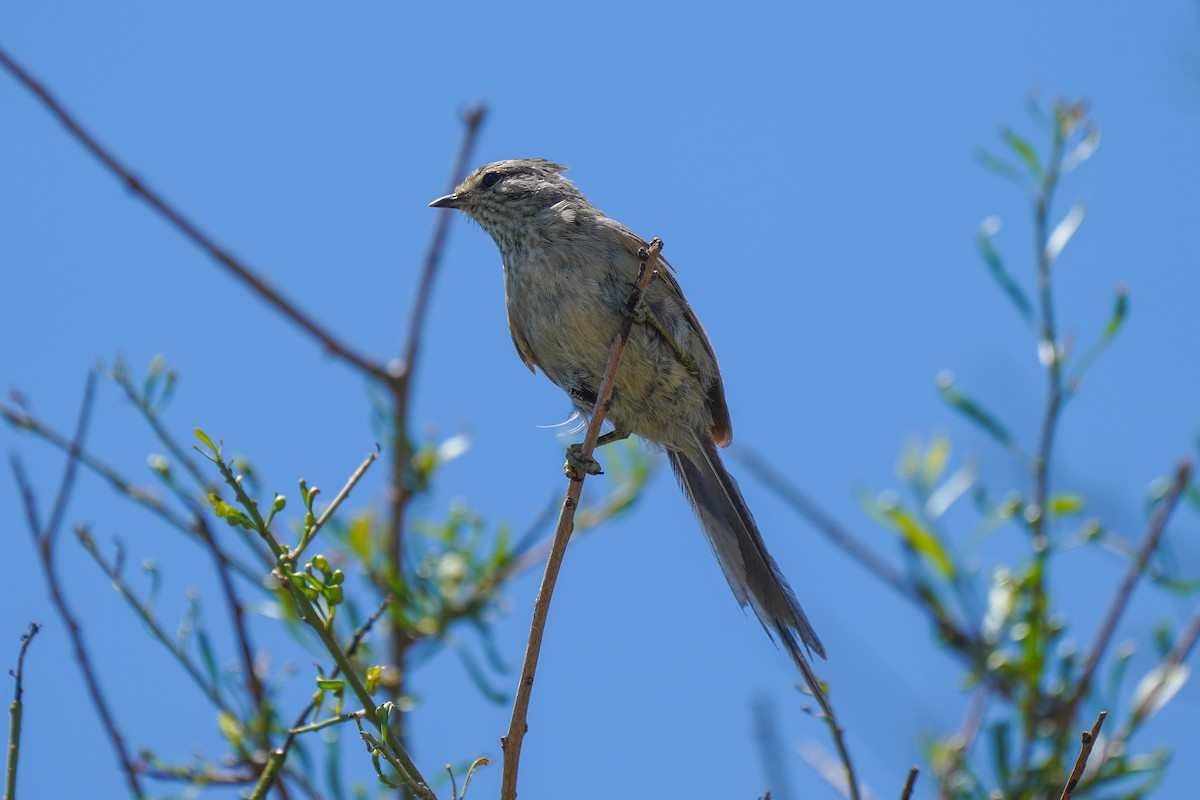 Tufted Tit-Spinetail - Luis Piñeyrua