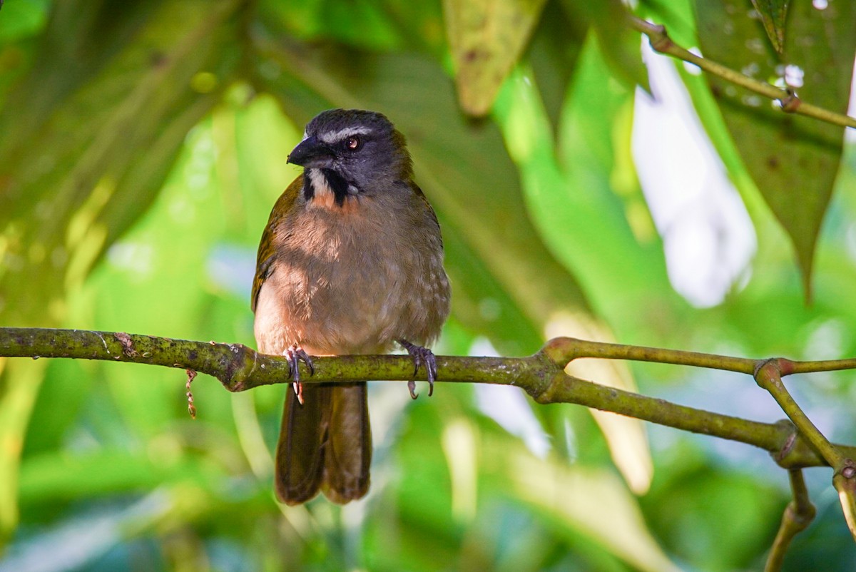 Buff-throated Saltator - ML404132811