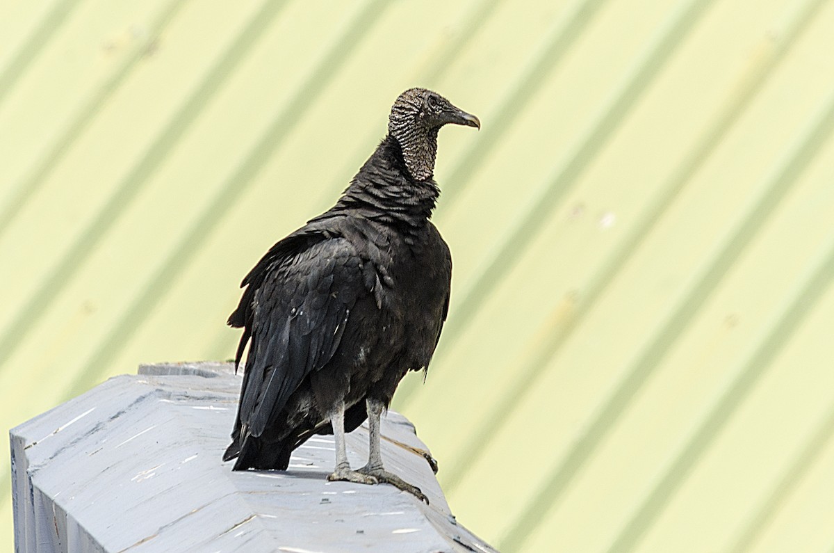 Black Vulture - Ximena Carramiñana Collado
