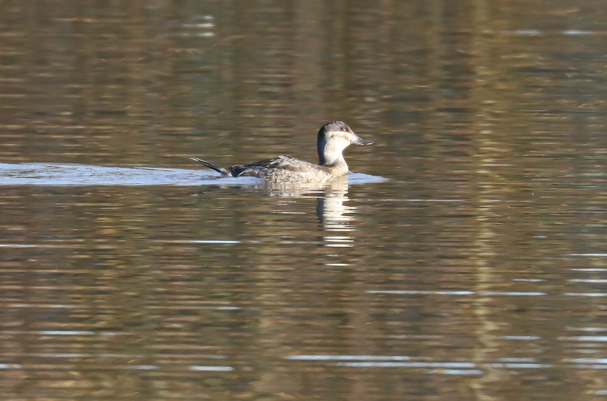 Ruddy Duck - Heather Rowan