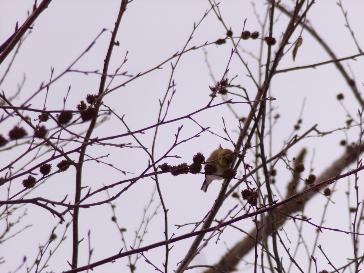 American Goldfinch - ML404136801