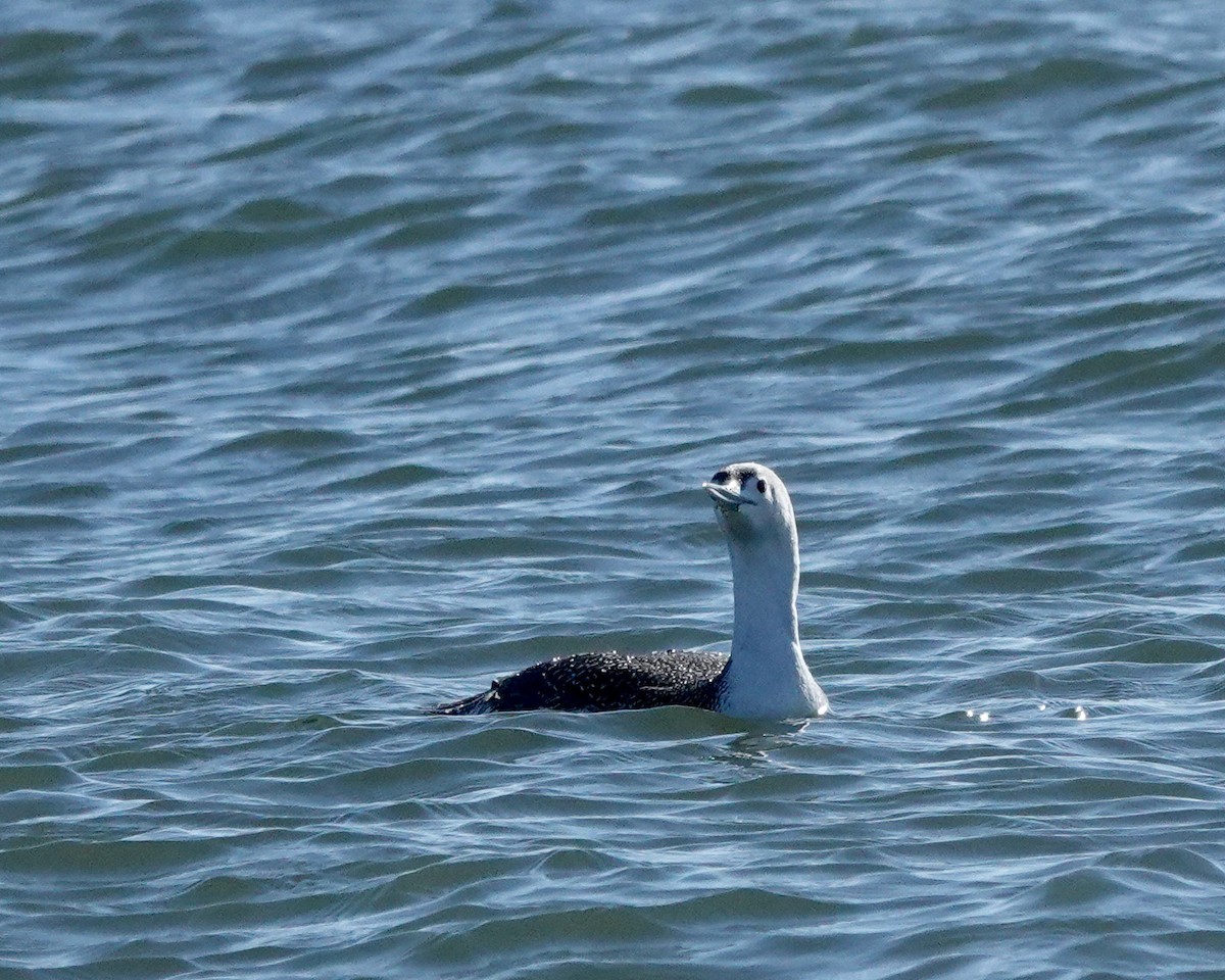Red-throated Loon - ML404137281