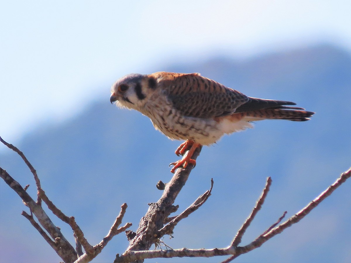 American Kestrel - Alfonso Auerbach