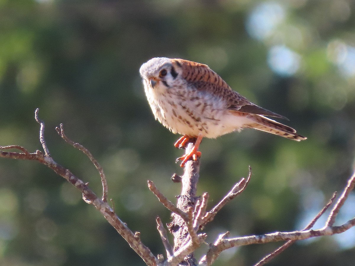 American Kestrel - ML404137931