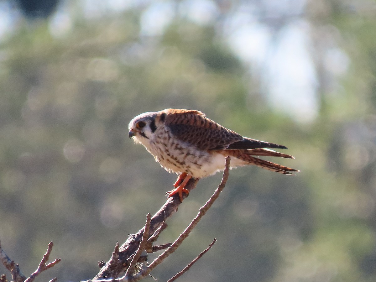 American Kestrel - ML404137971