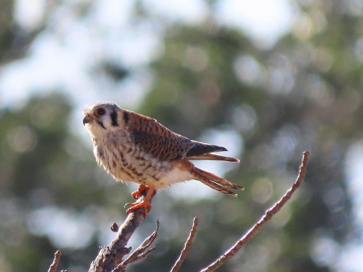 American Kestrel - ML404137981