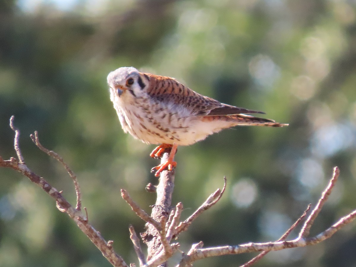 American Kestrel - ML404138251