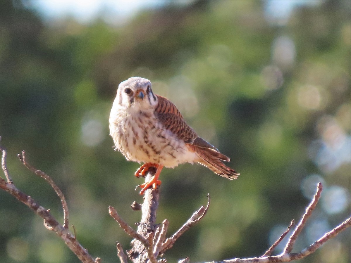 American Kestrel - ML404138261