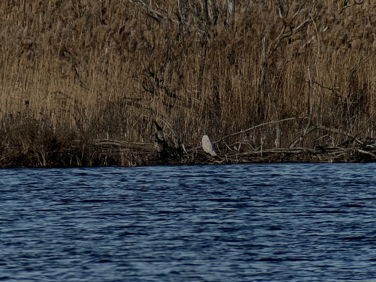 Snowy Owl - ML404138811