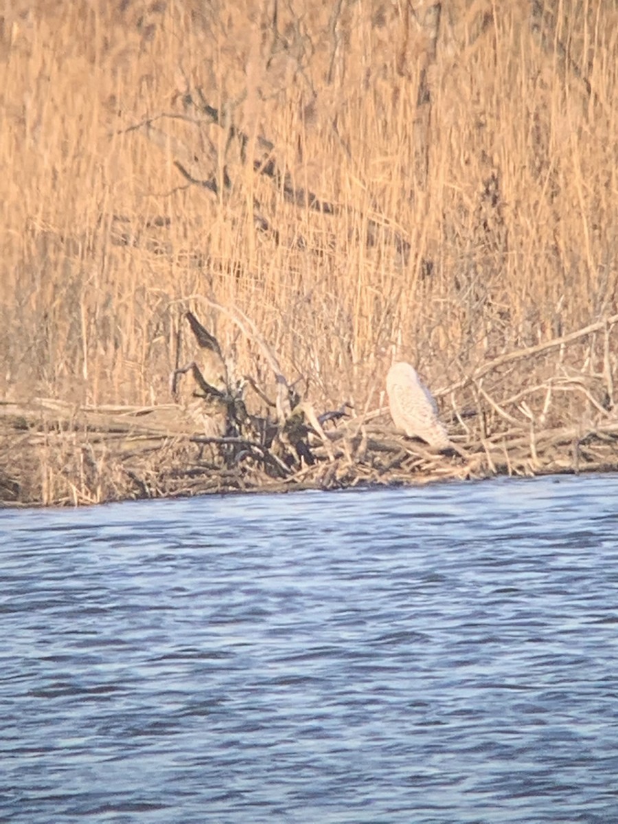 Snowy Owl - ML404138821