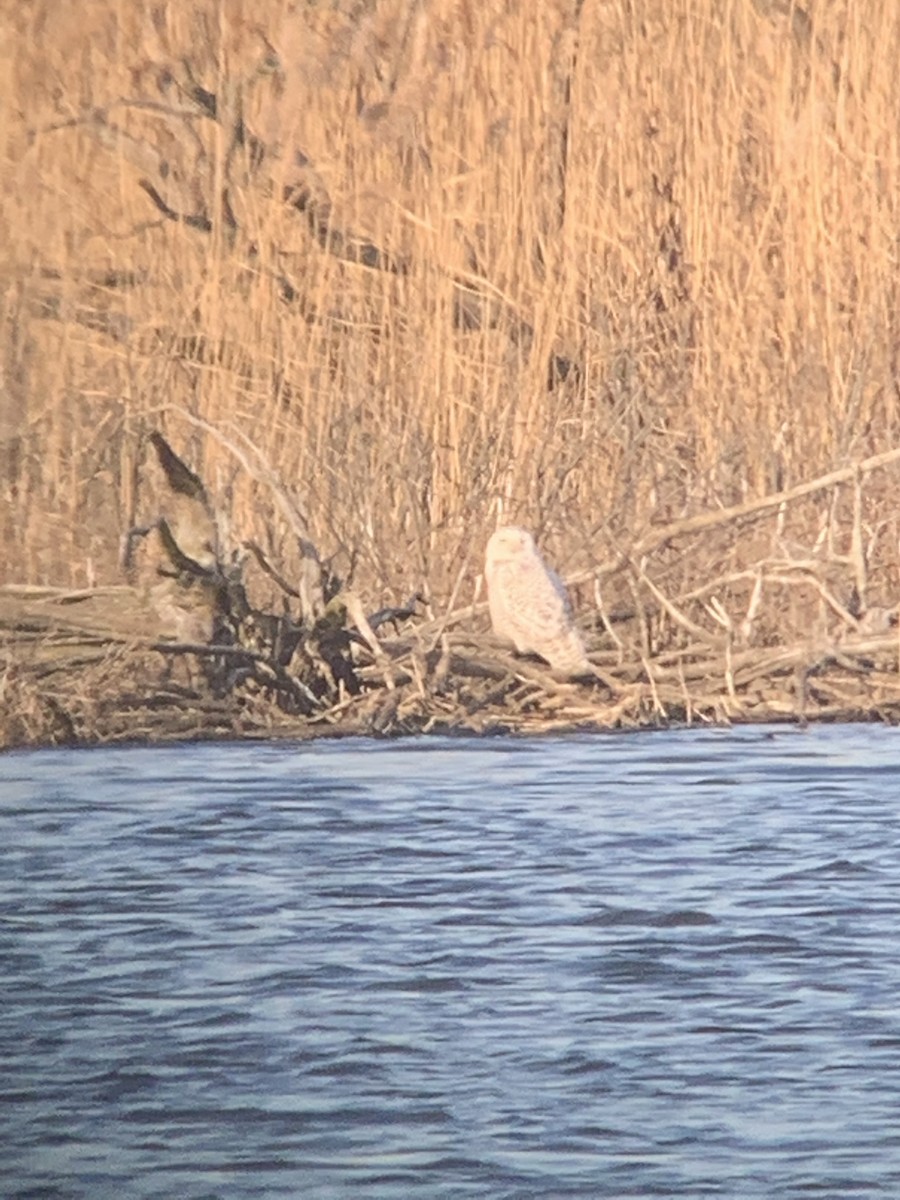 Snowy Owl - ML404138831