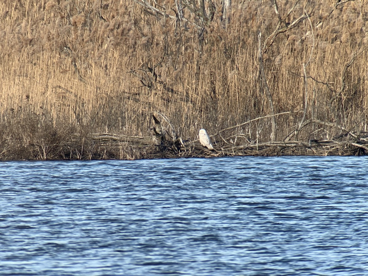 Snowy Owl - ML404138901