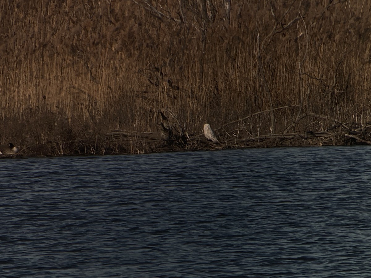 Snowy Owl - ML404138991