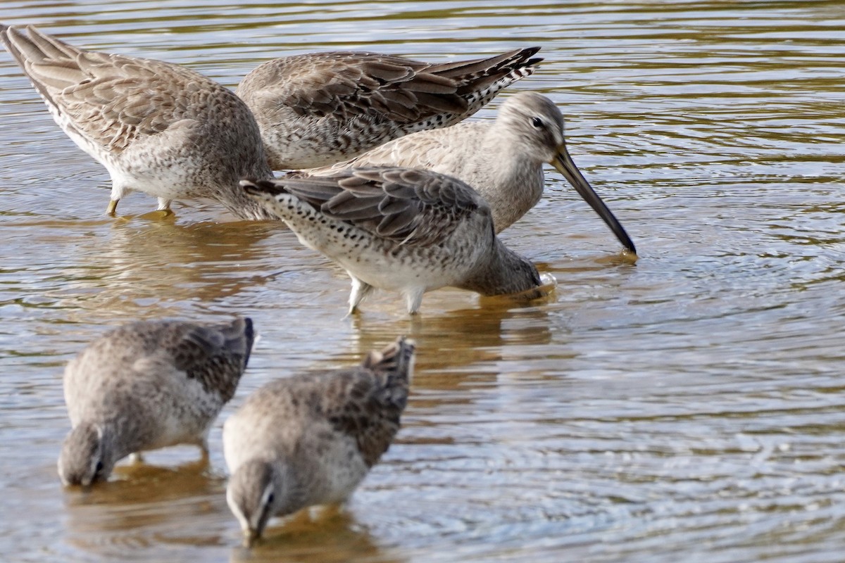 Short-billed Dowitcher - ML404140271