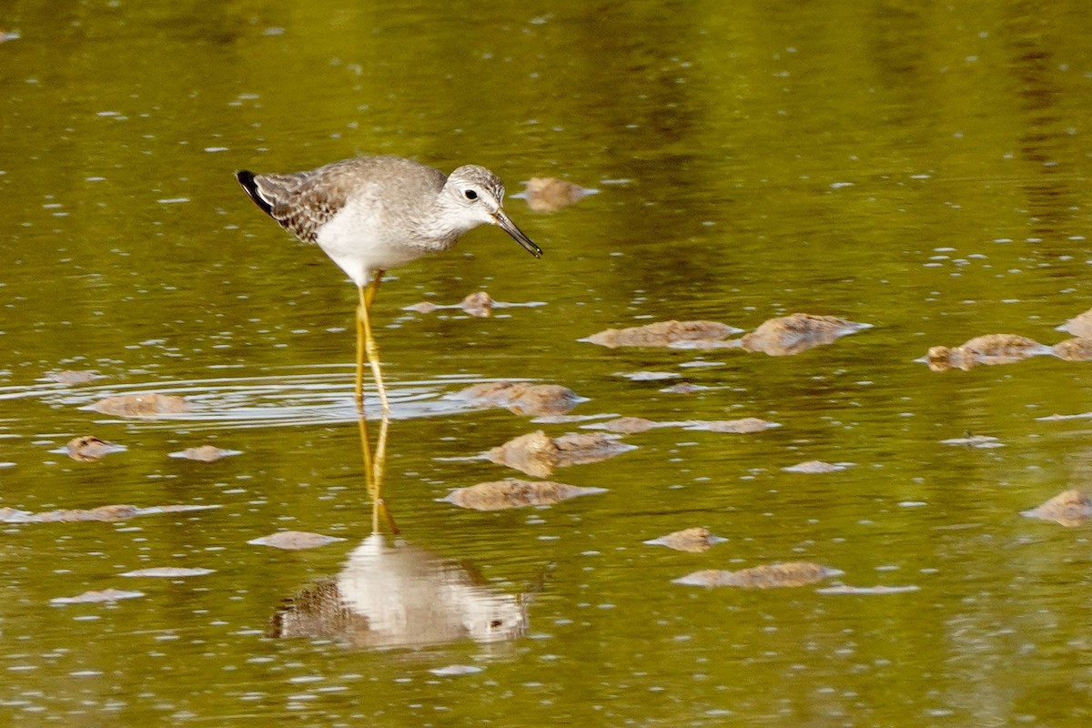 Lesser Yellowlegs - ML404140461