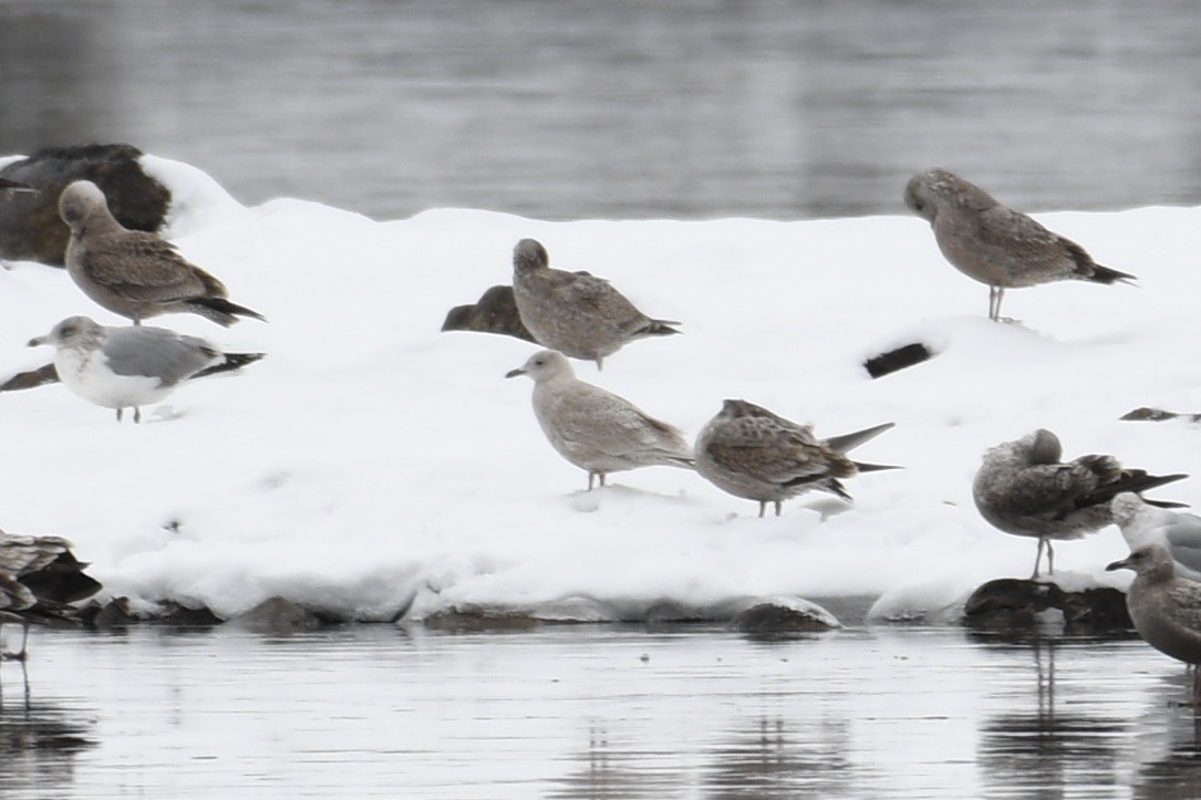 Goéland arctique - ML404143691