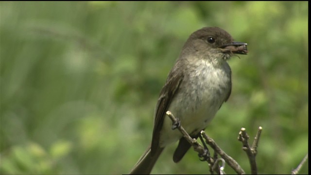 Eastern Phoebe - ML404144