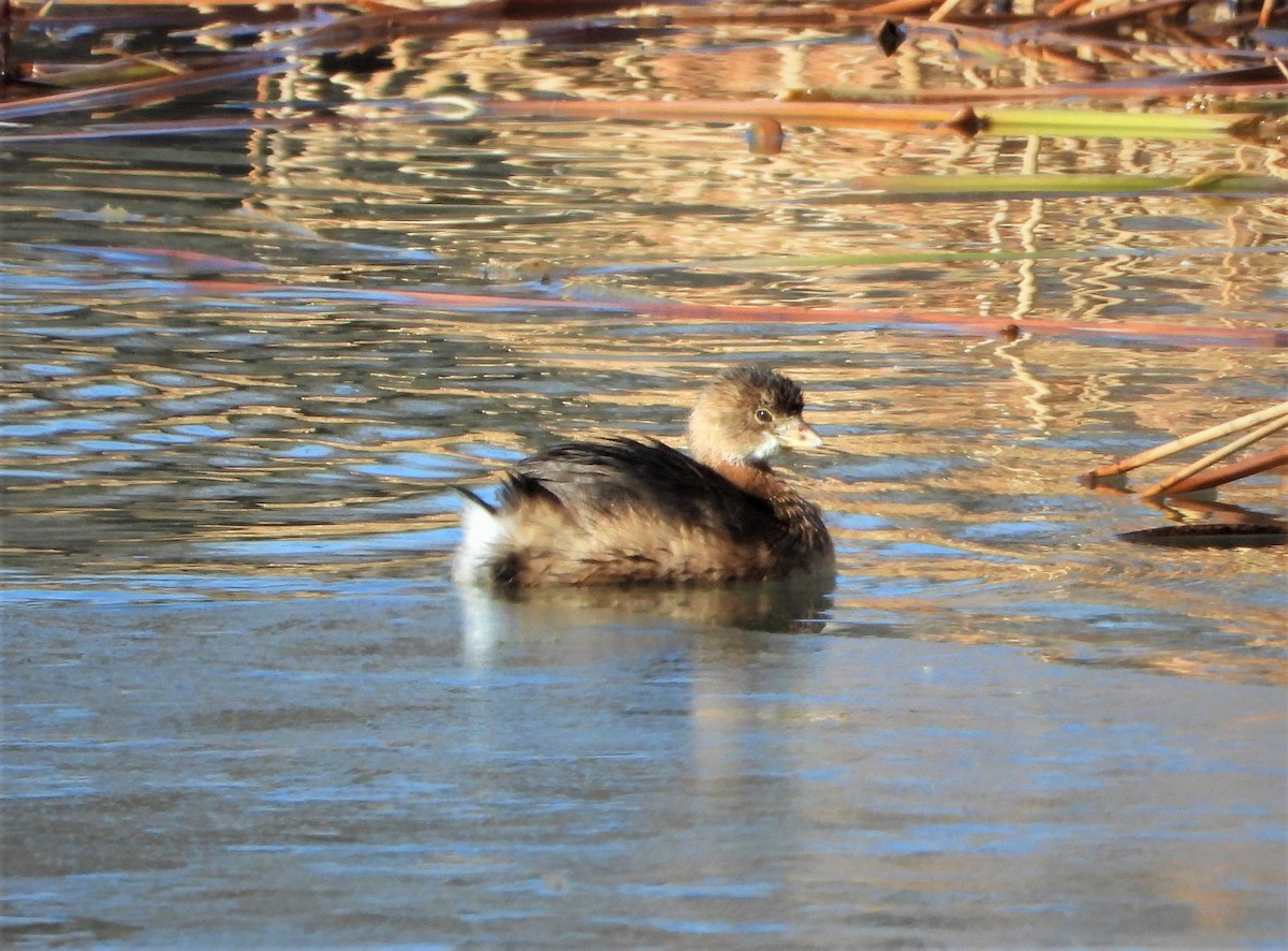 Pied-billed Grebe - ML404145951