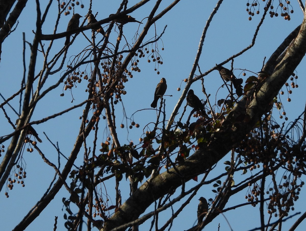 Red-winged Blackbird - ML404147191