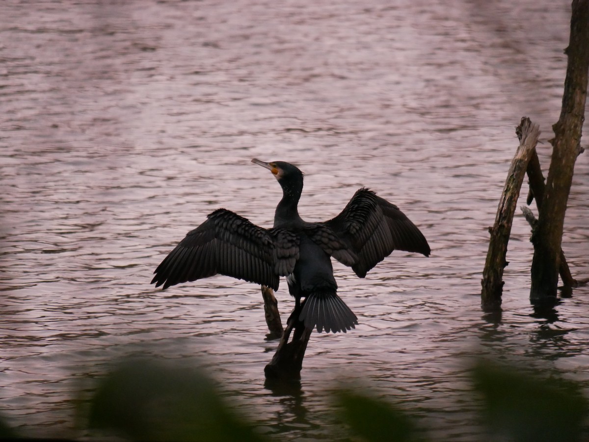 Great Cormorant - ML404147791