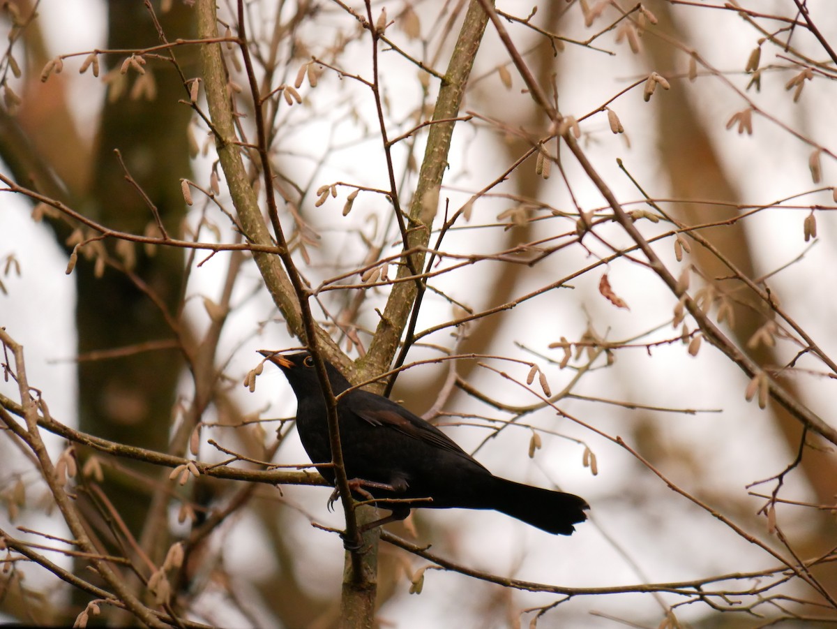 Eurasian Blackbird - ML404148341