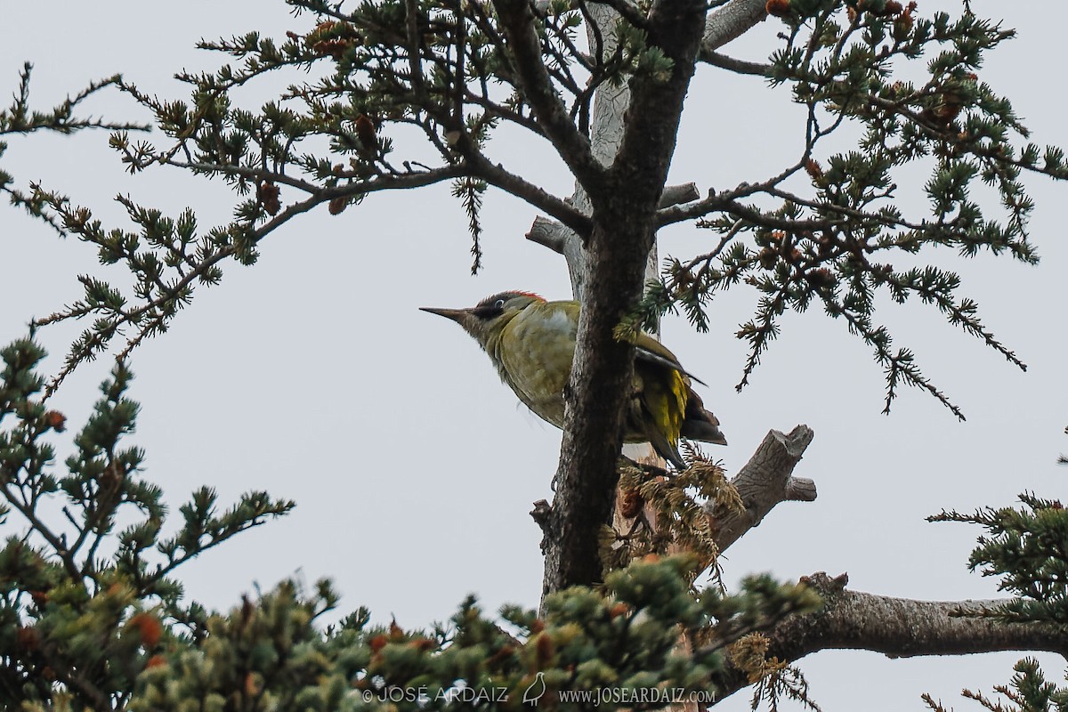 Levaillant's Woodpecker - ML404149321