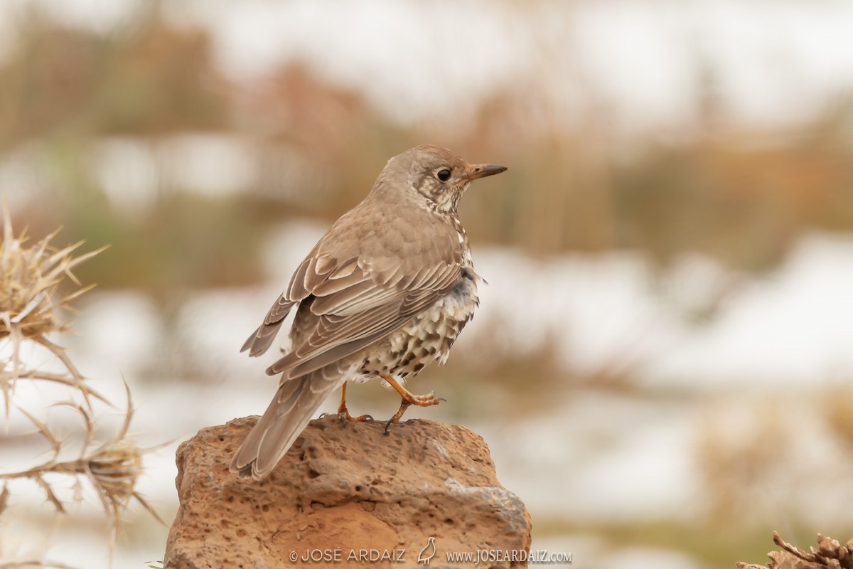 Mistle Thrush - ML404149411