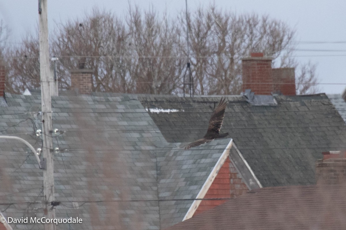 Turkey Vulture - ML404150621