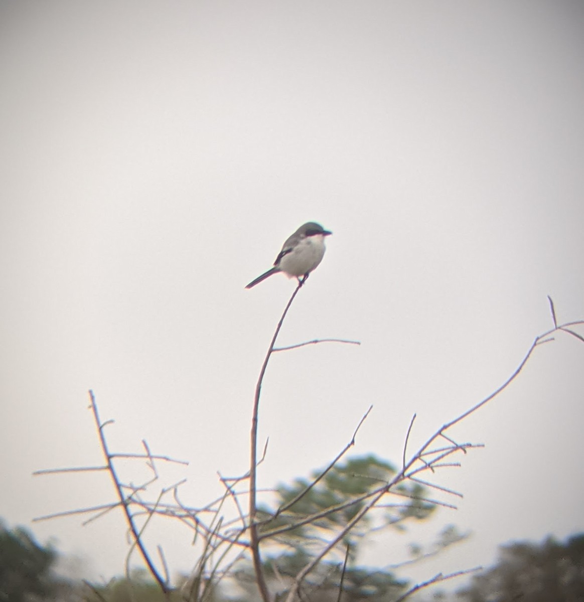 Loggerhead Shrike - ML404151241