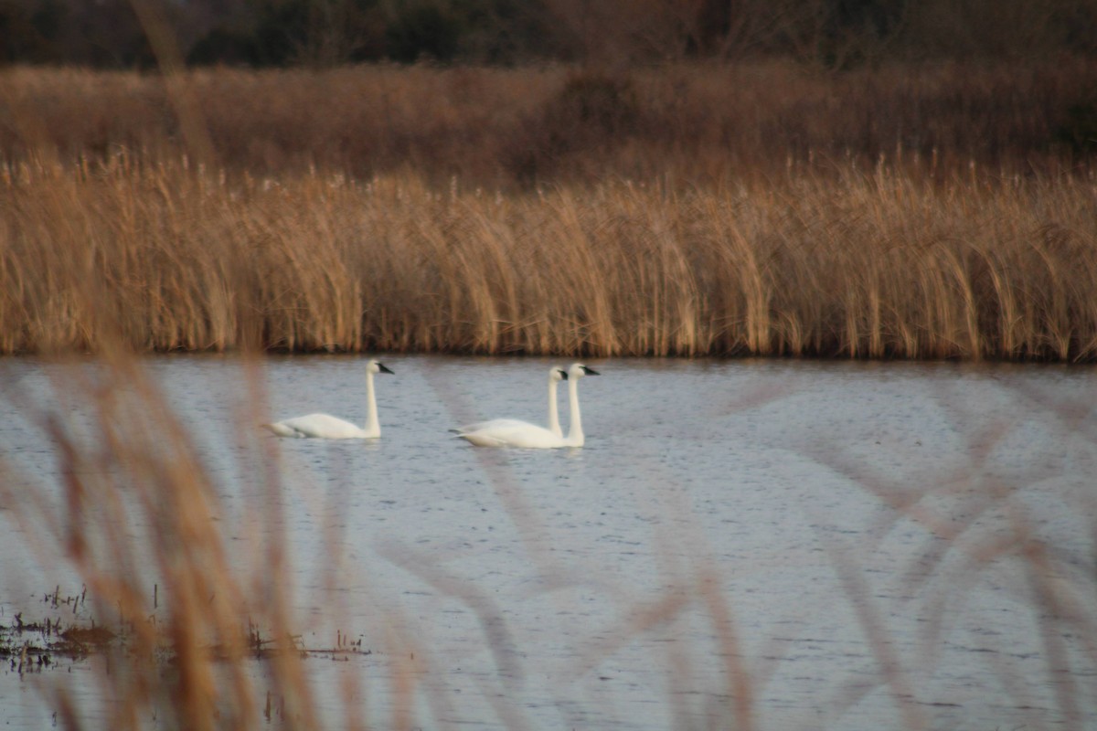 Trumpeter Swan - Alex Marine
