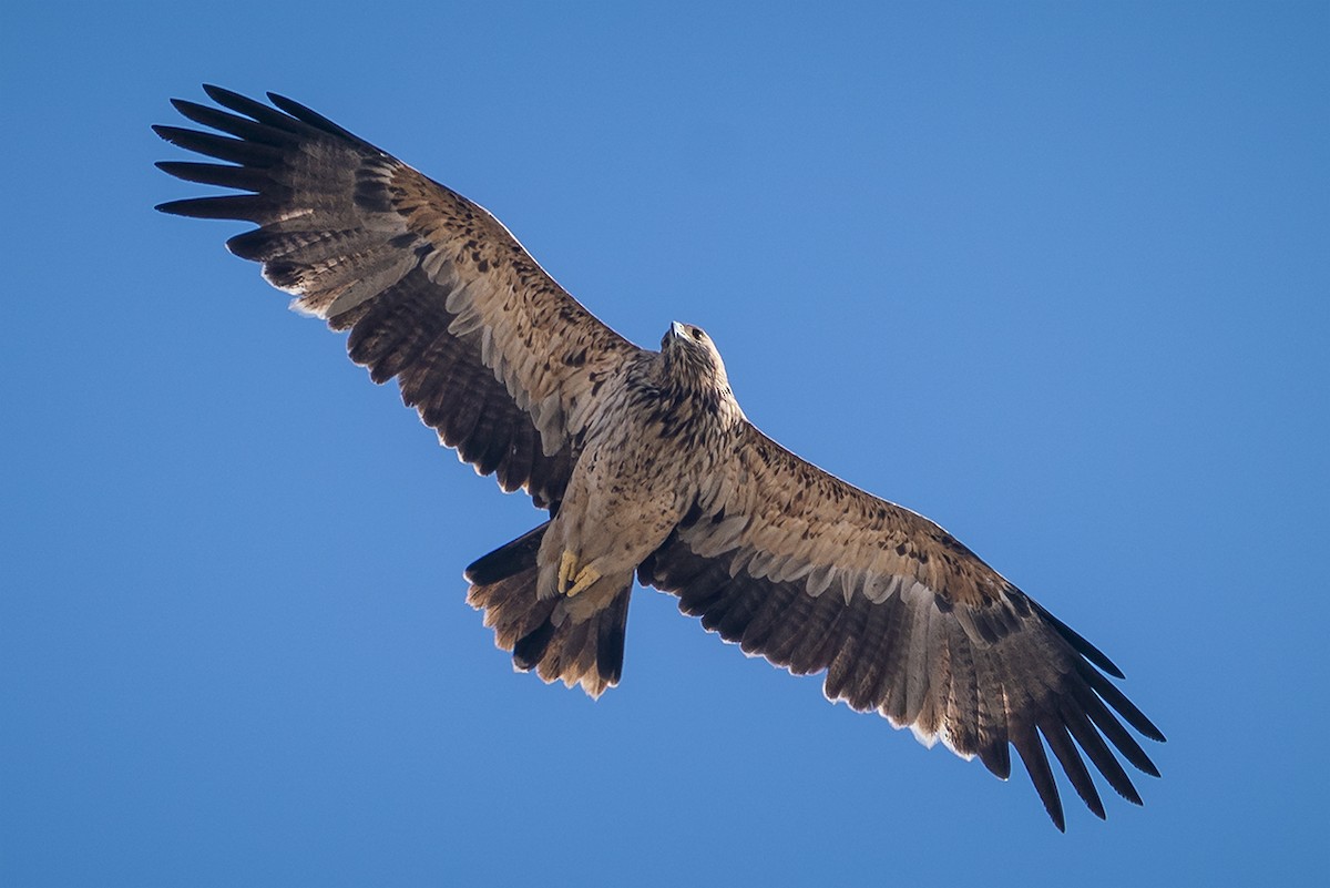 Águila Imperial Oriental - ML404154031